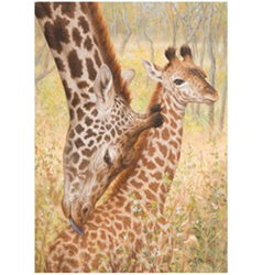 Obrázek 3D 30x40cm - žirafy