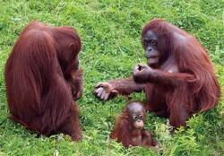 Pohlednice 3D 16cm - orangutani
