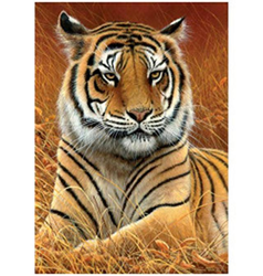 Obrázek 3D 30x40cm - tygr hnědý ležící