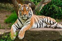 Pohlednice 3D 16cm - tygr hnědý(25)
