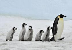 Pohlednice 3D 16cm - rodina tučňáků(25)