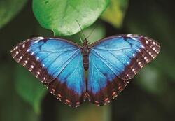 Prostírání 3D 30x40cm - motýl modrý (10)