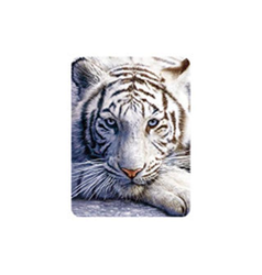 Magnet 3D 7x9cm - bílý tygr (25)