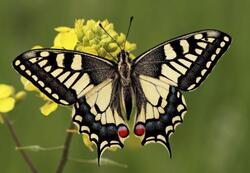 Pohlednice 3D 16cm  - motýl otakárek (25)