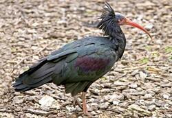 Pohlednice 3D 16cm - ibis skalní