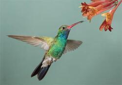 Pohlednice 3D 16cm - kolibřík(25)