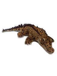 Krokodýl hnědý plyš 55cm, natočená hlava (120)