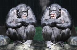 Pohlednice 3D 16cm - šimpanz