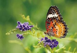 Pohlednice 3D 16cm - motýl babočka cyanská(25)