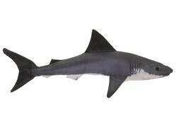 Žralok látka 50cm