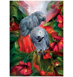 Obrázek 3D 30x40cm - papoušek šedý