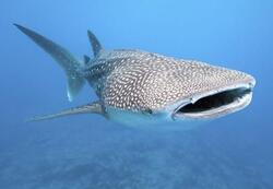 Pohlednice 3D 16cm  - žralok obrovský (25)