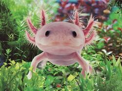Prostírání 3D 30x40 cm - axolotl (10)