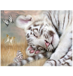 Obrázek 3D 30x40cm - bílý tygr mládě