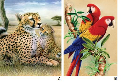 Malování olejovými pastely (papoušek, gepard)