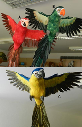 Papoušek s peřím 65cm, 3druhy