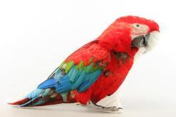 Polštářek papoušek 25 x 28 cm 