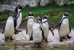 Pohlednice 3D 16cm - tučňák Humboldtův