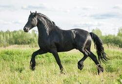 Pohlednice 3D 16cm - černý kůň(25)