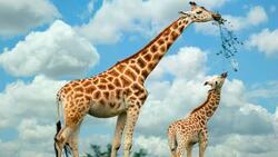 Prostírání 3D 30x40cm žirafa s mládětem