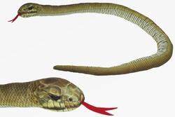 Had užovka plyš 150cm (6)