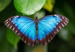 Pohlednice 3D 16cm  - Motýl morpho (25)