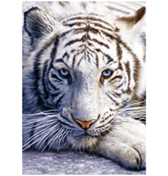 Obrázek 3D 30x40cm - bílý tygr