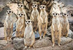 Pohlednice 3D 16cm - surikaty (25)