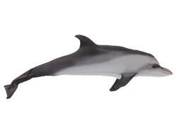 Delfín látka 50cm