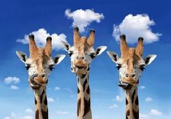 Pohlednice 3D 16cm - žirafy(25ks/bal)