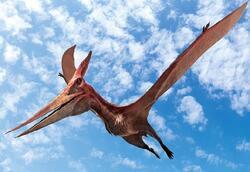 Pohlednice 3D 16cm  - pteranodon (25)