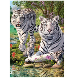 Obrázek 3D 30x40cm - bílí tygři