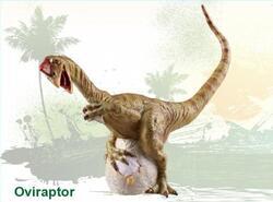Dino měkký Oviraptor 19cm