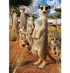 Obrázek 3D 30x40cm - surikaty