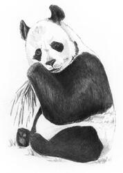 Malování skicovacími tužkami - panda