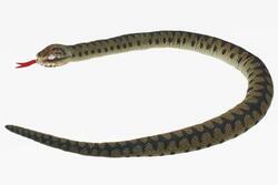 Had zmije plyš 150cm(6)