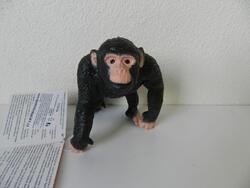 Šimpanz strečový