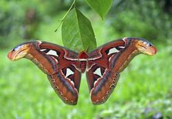 Pohlednice 3D 16cm  - motýl martináč atlas (25)