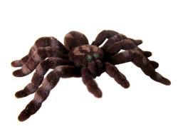Pavouk fliska 4-8cm, 6druhů(24) - 2